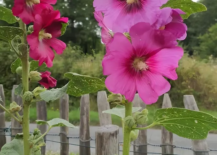 La Roulotte D'alany *